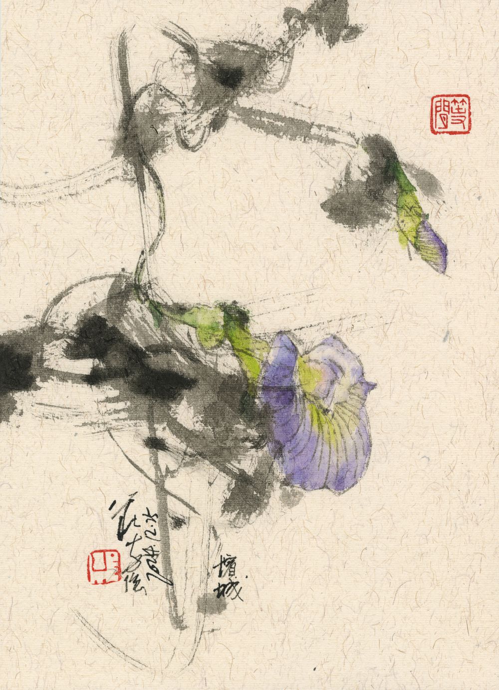 20241225 Butterfly Pea
