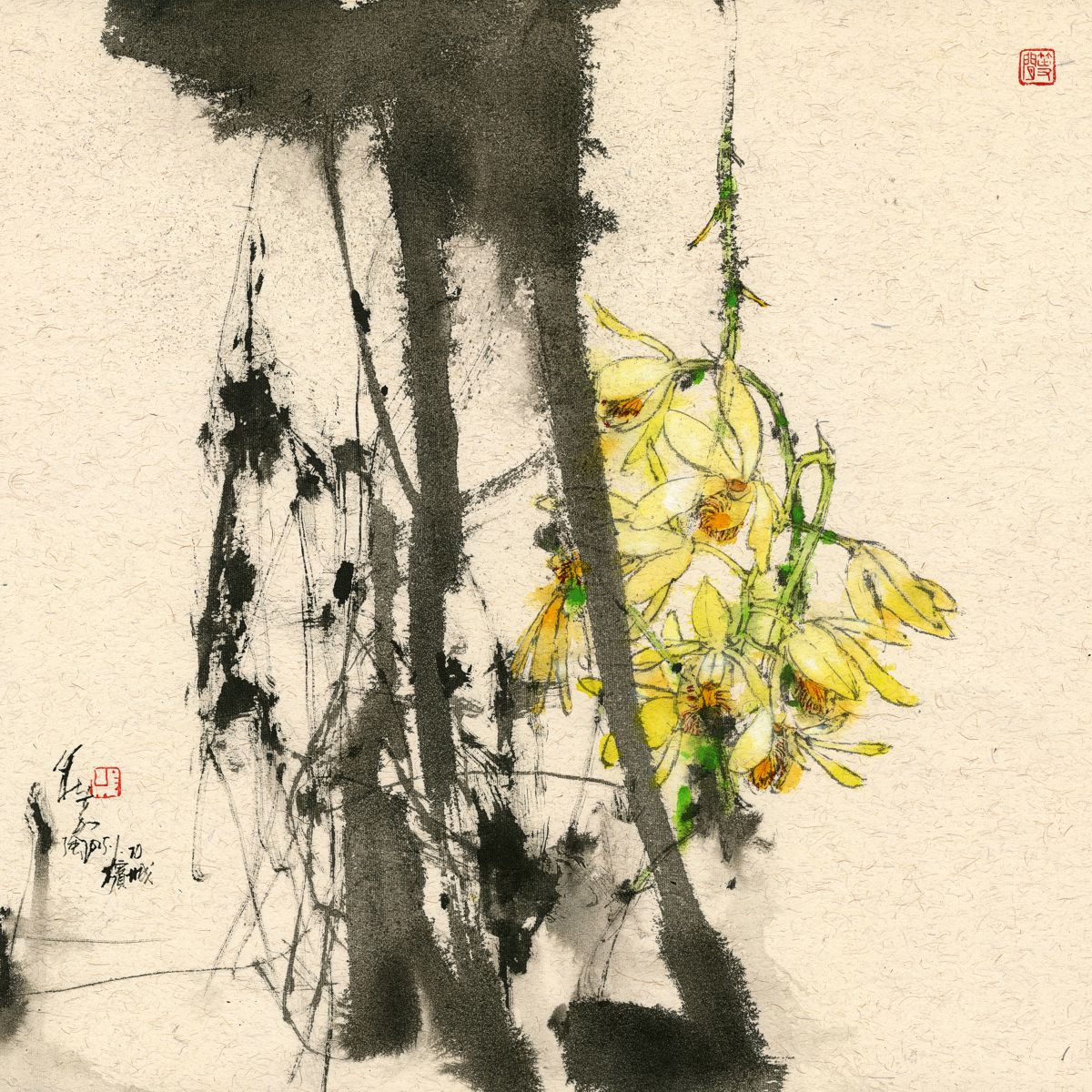 20250120 Yellow Dendrobium