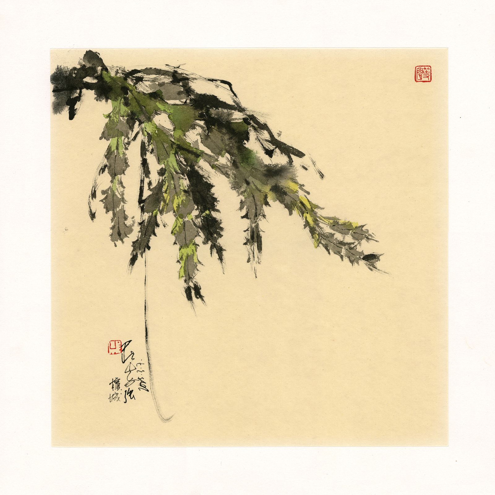 20250307 Christmas Cactus