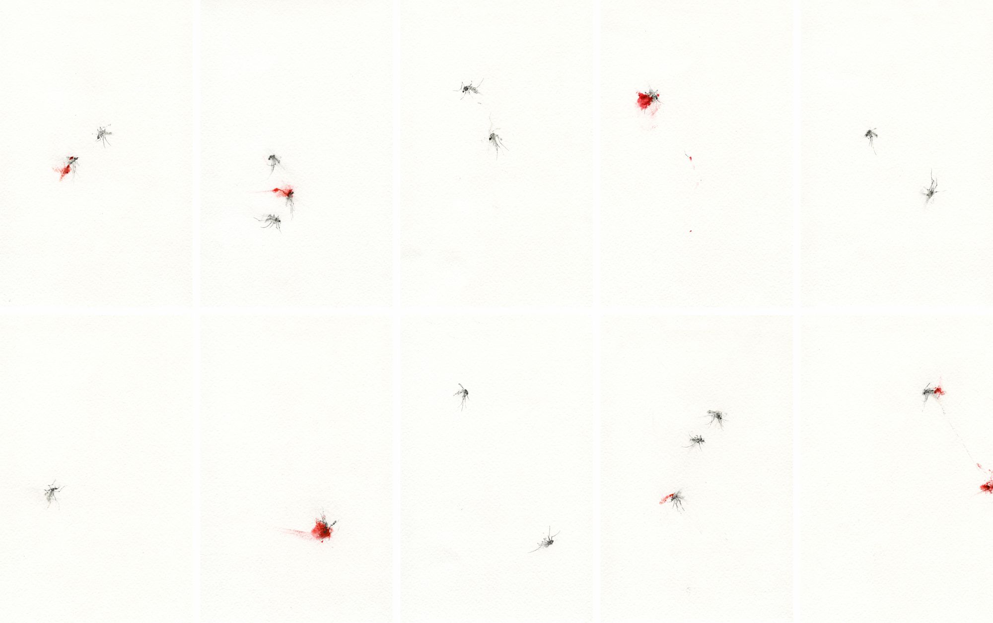 20250812 Nyamuk Series