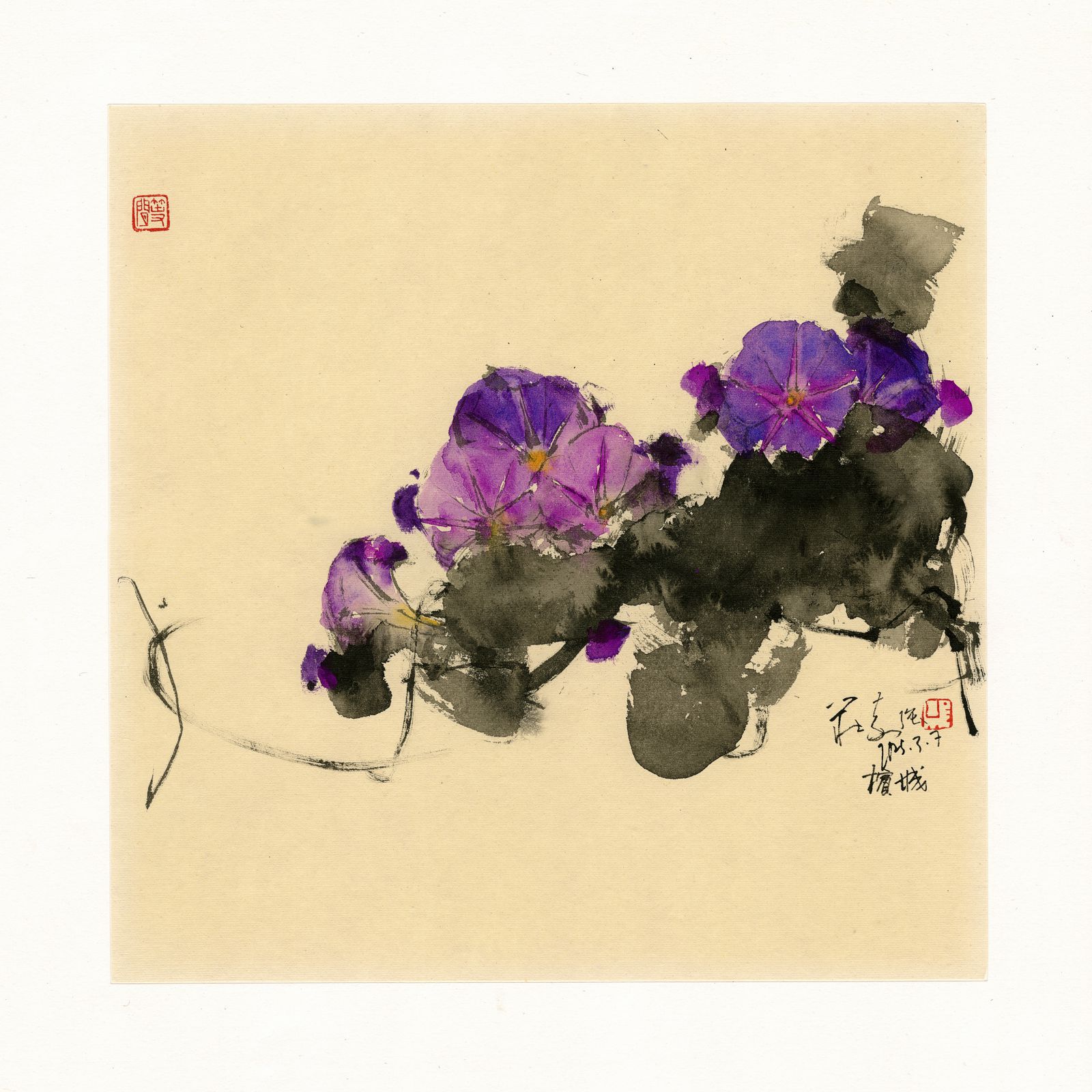 20250307 Morning Glory