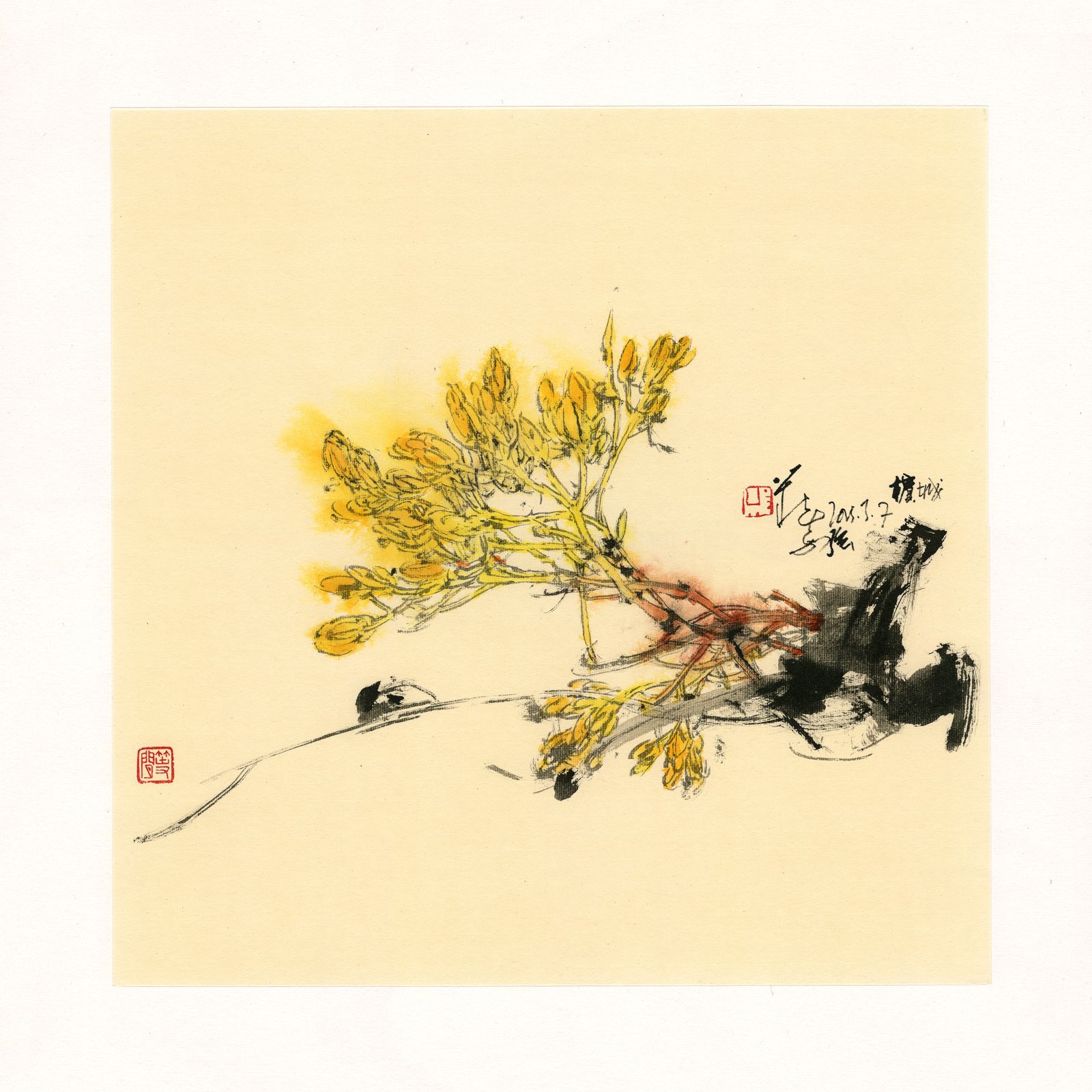 20250307 Yellow Saraca