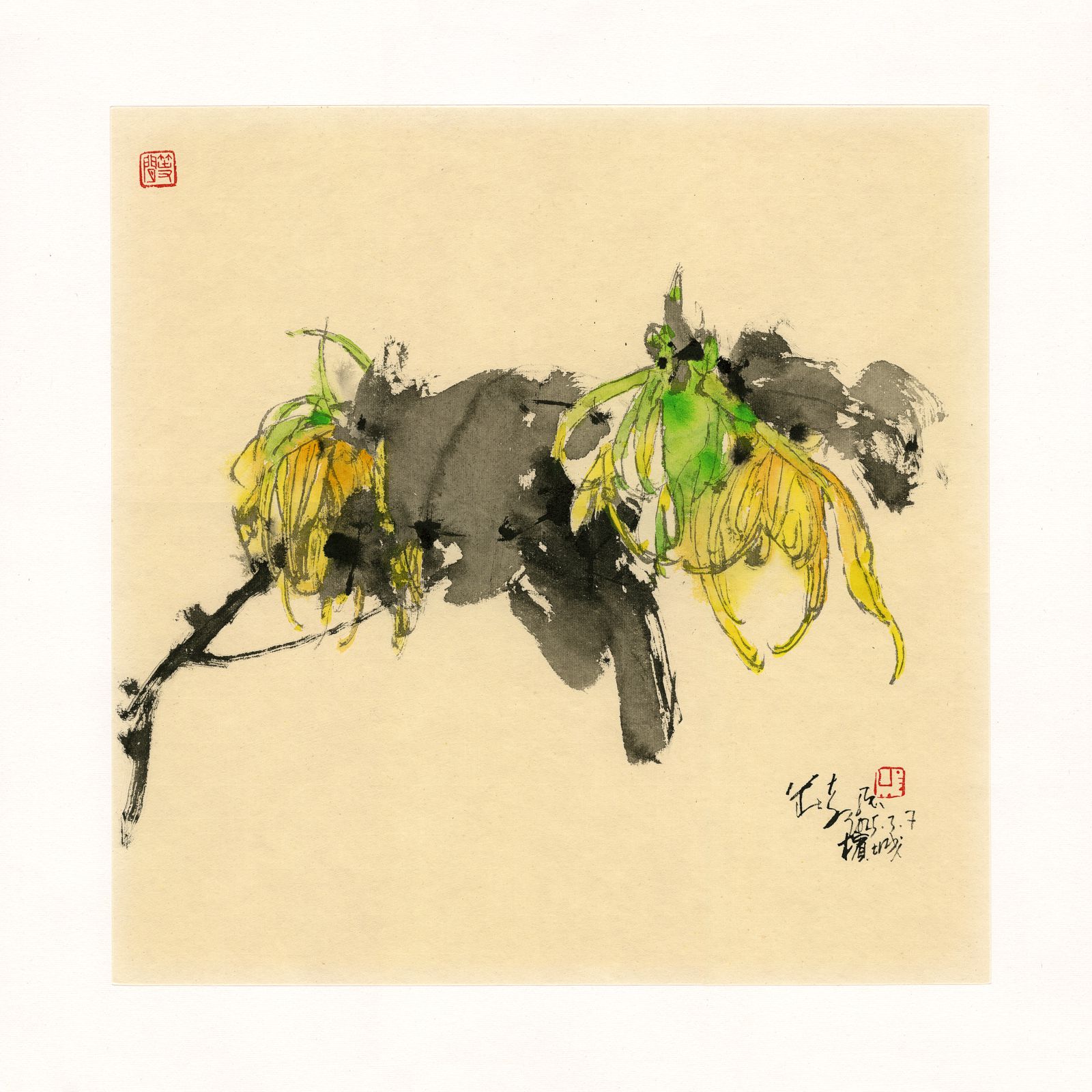 20250307 Ylang-ylang