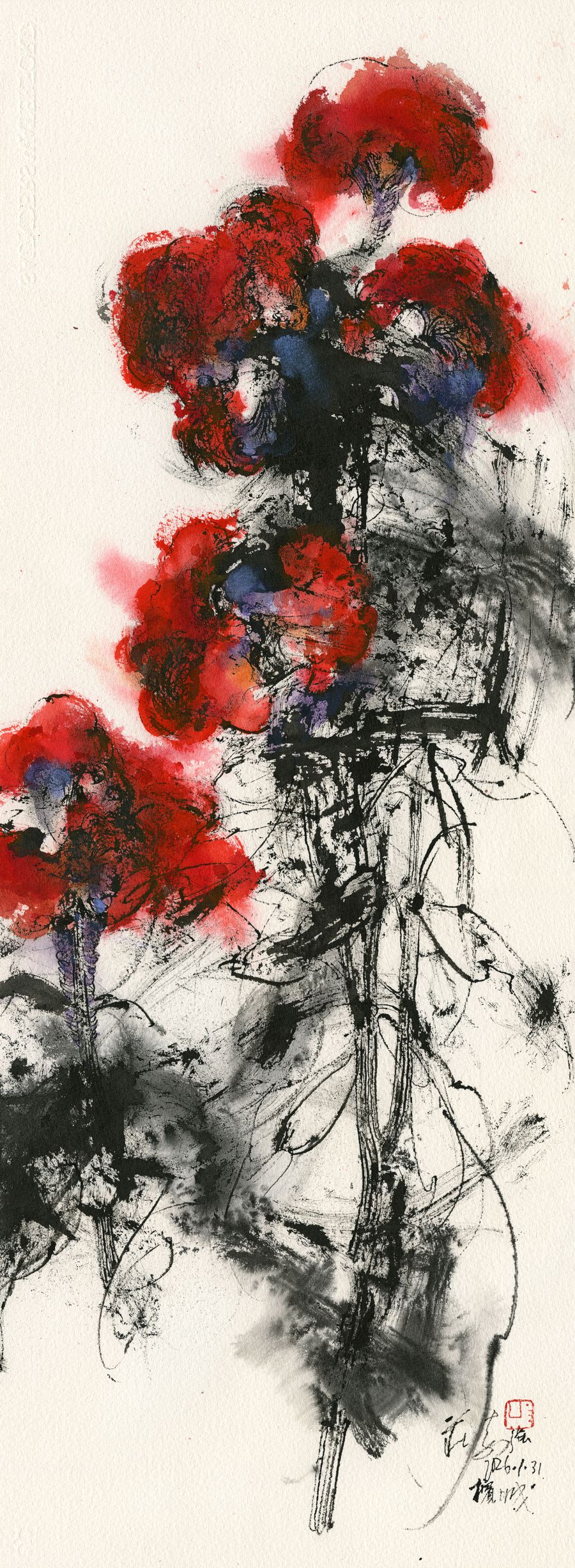 20260131 Crested Cock’s-comb