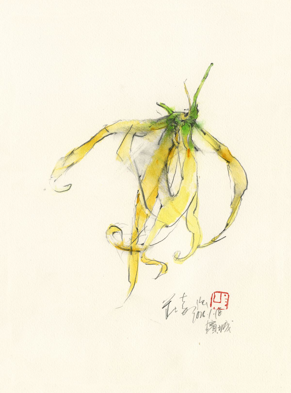 20260118 Ylang-ylang
